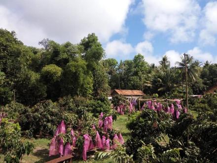 Wisata Petik Buah Kelengkeng, Pedukuhan Sanggrahan Murtigading